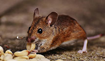 24 Hour & Emergency Exterminators in Mohrsville, PA